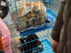 -桂林市花鸟市场