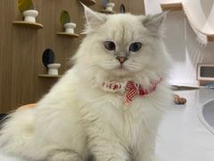 -COLOR PETS 撸猫馆·购猫·猫咖(长风大悦城店)