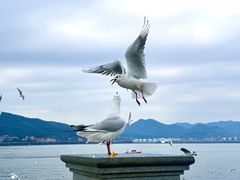 -海埂大坝