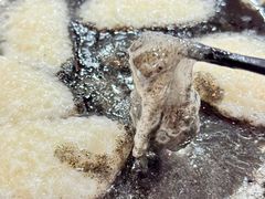 猪油快-红灯笼龙凤饭店(宁波老字号店)