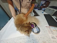 -宠爱国际动物医院·消化内科·心肾内科·ISFM猫友好(望京店)