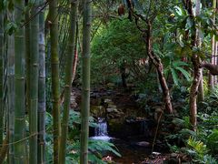 -深圳仙湖植物园
