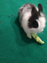 -酷嗒动物文化乐园(cutezoo西溪乐天城店)