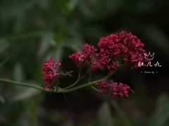 -国家植物园