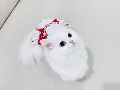 -芭比堂动物医院·24小时·眼科中心(深圳中心)