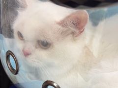 -瑞派福兴宠物医院犬猫全科·骨科·中西医结合(河东店)