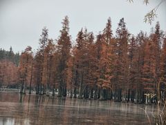 -白鹭湾湿地公园