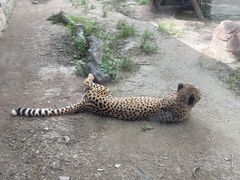 -上海野生动物园老虎餐厅