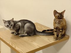 -有喵·猫咖·狗咖·30几只猫10只小狗(岗厦店)