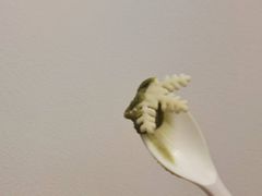 -哈根达斯(SM店)