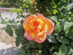 -北京西山国家森林公园