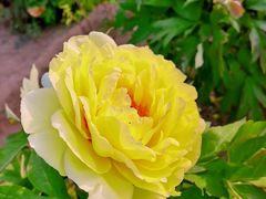-莲花池公园