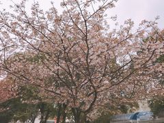 -武汉大学-樱园