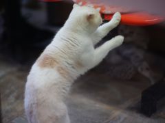 -猫咪博物馆(顶澳仔猫街店)