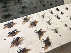 -武汉园博园(武汉自然博物馆)