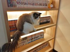 -滚猫咖啡·猫咖·猫友好撸猫(未来城店)