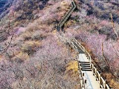 -大岭沟猕猴桃谷风景区