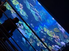 -暹罗海洋世界