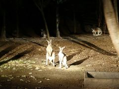 -清迈夜间动物园