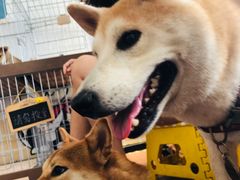 -柴犬高等学院·狗咖·柴犬售卖·宠物训练