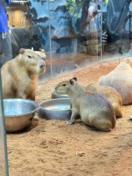 -Zoolung Zoolung动物主题公园(海信广场店)