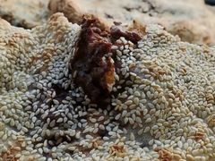 -徐记红川肉烧饼