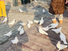 -茯茶镇