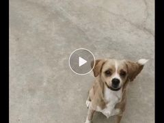 -宠物之家Pets Home 宠物寄养酒店