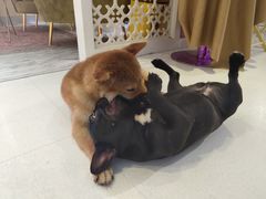 -Heymao猫咖.咖啡厅(东门店)