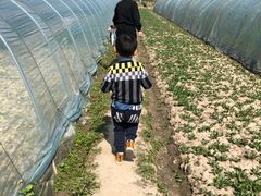 -青浦采草莓天天草莓园