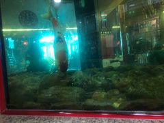 -齐海鱼圣深海石斑鱼火锅店(极地海洋世界店)
