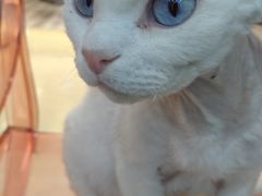 -糯米喵星人·撸猫猫舍咖啡馆(西市场嘉华店)