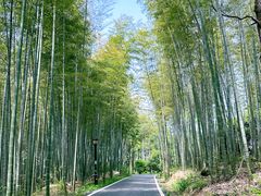 -潜山国家森林公园