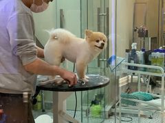-momokira米努特·德文卷毛猫·棉花面纱犬