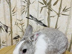 -楼上猫咖(罗湖店)