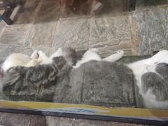 -猫咪博物馆(顶澳仔猫街店)