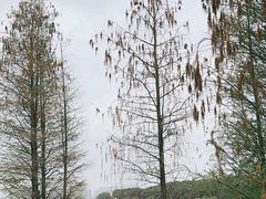 -海珠湖公园