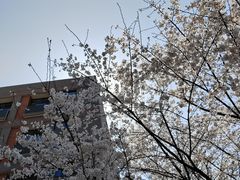 -金陵中学(河西分校)