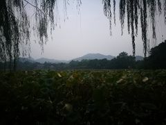 -西湖外事游船(花港观鱼码头)