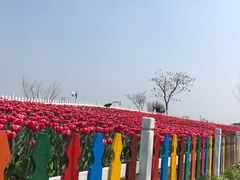 -荷兰花海