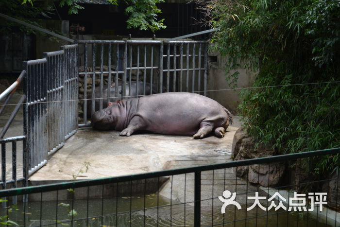 上海動物園圖片 - 第17張