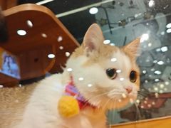 -欣宠猫屋·矮脚拿破仑·蓝金金渐层