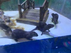 -华夏文旅海洋公园