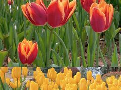 -铁山坪森林公园