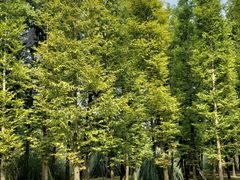 -贵阳市花溪国家城市湿地公园