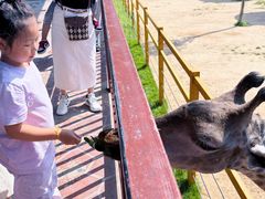-西霞口神雕山野生动物世界