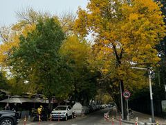 -三里屯东五街银杏大道