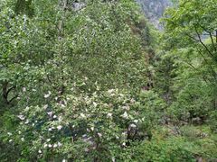 -叠溪松坪沟景区