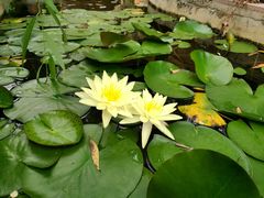 -武清南湖绿博园