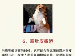 -宠物寄养训练学校